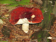 Russula