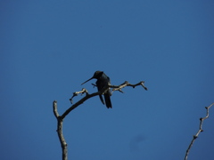 Heliomaster furcifer