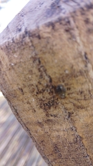 Oligolophinae