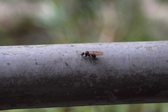 Polyrhachis illaudata