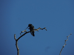 Heliomaster furcifer