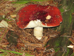 Russula