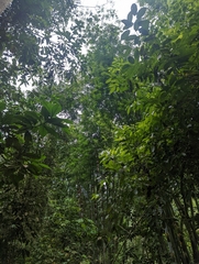 Trachypithecus selangorensis