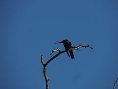 Heliomaster furcifer