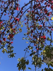 Bombax ceiba