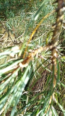Diprion pini