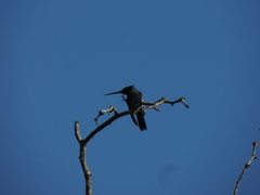 Heliomaster furcifer