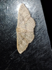 Idaea eugeniata