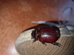 Strategus aloeus