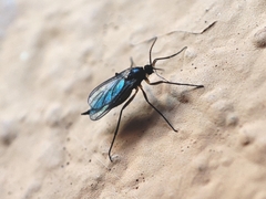 Sciaridae