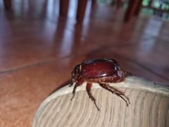 Strategus aloeus