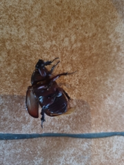 Strategus aloeus