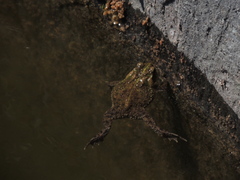 Rhinella dorbignyi