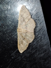 Idaea eugeniata
