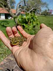 Rhinella dorbignyi