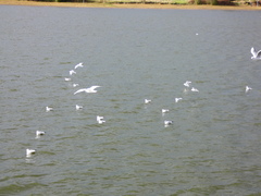 Chroicocephalus ridibundus