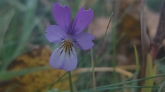 Viola tricolor