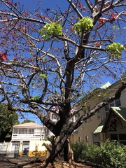 Bombax ceiba