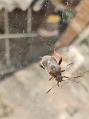 Stictopleurus punctatonervosus