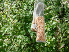 Sciurus carolinensis