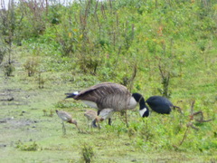 Branta canadensis