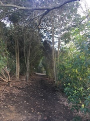 Melicytus ramiflorus