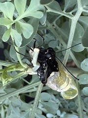 Papilio polyxenes