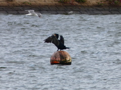 Phalacrocorax carbo