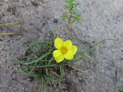 Moraea fugacissima
