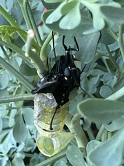 Papilio polyxenes