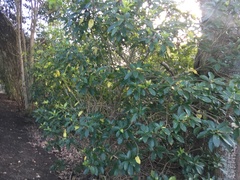 Melicytus ramiflorus