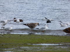 Larus argentatus