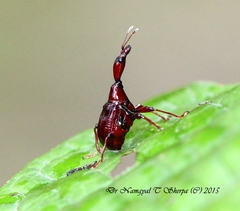 Apoderinae