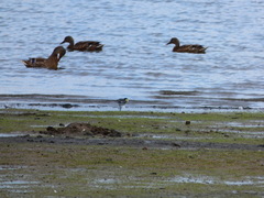 Motacilla alba yarrellii