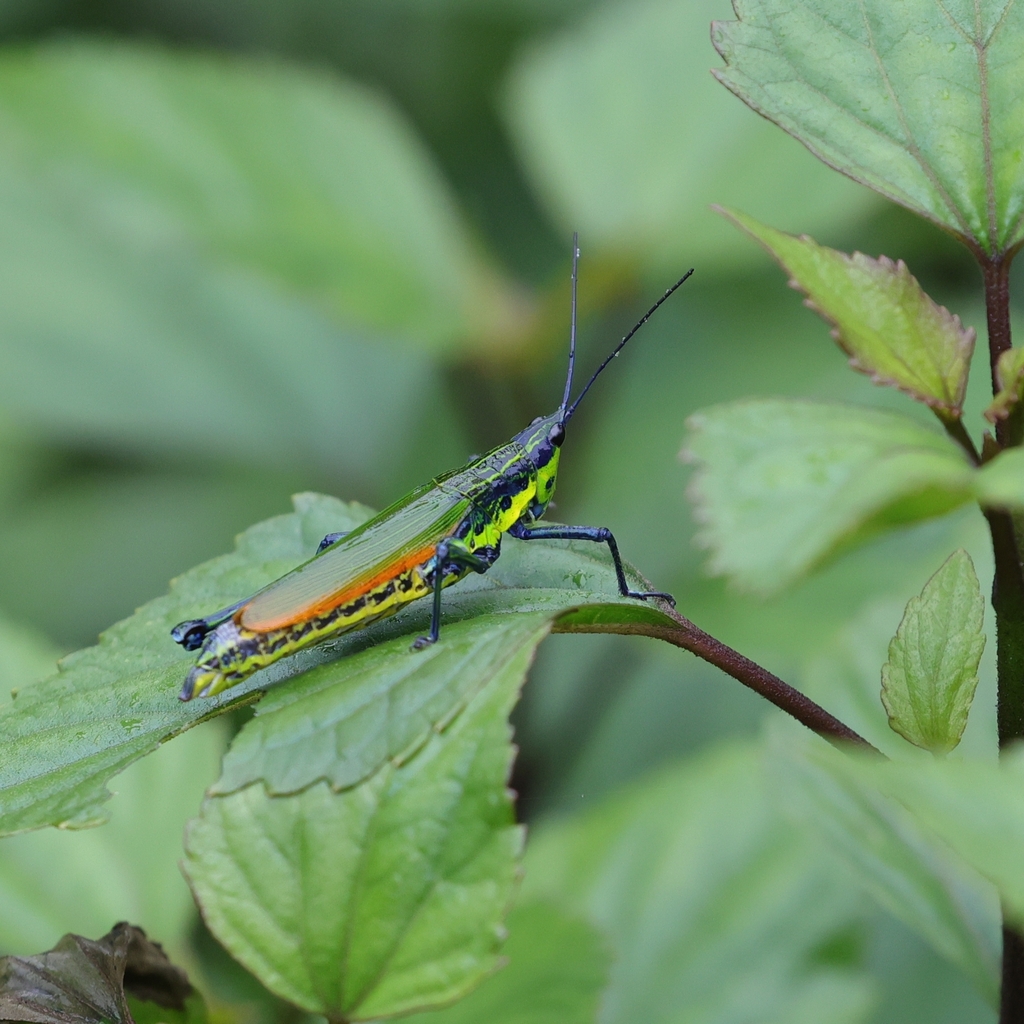 Annandalea robinsoni