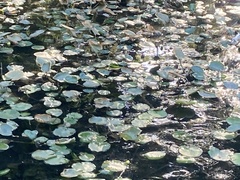 Nymphaea mexicana