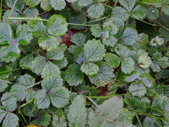 Potentilla sterilis