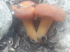 Omphalotus olearius