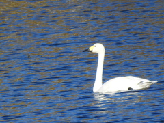 Cygnus columbianus bewickii
