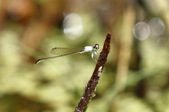 Agriocnemis femina oryzae