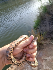 Natrix maura