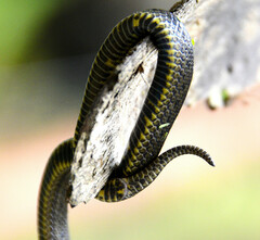 Atractus crassicaudatus