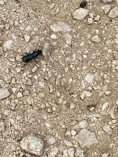 Subspecies Percus strictus folchinii · iNaturalist