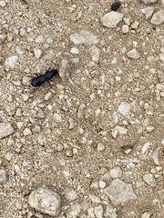 Percus strictus folchinii