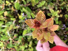 Cuphea carthagenensis