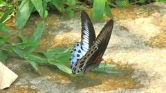 Papilio polymnestor