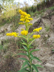 Solidago gigantea