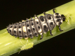 Adalia bipunctata