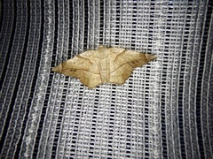 Endropiodes indictinaria