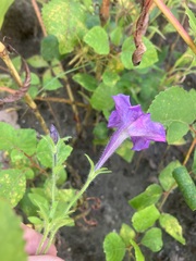 Petunia